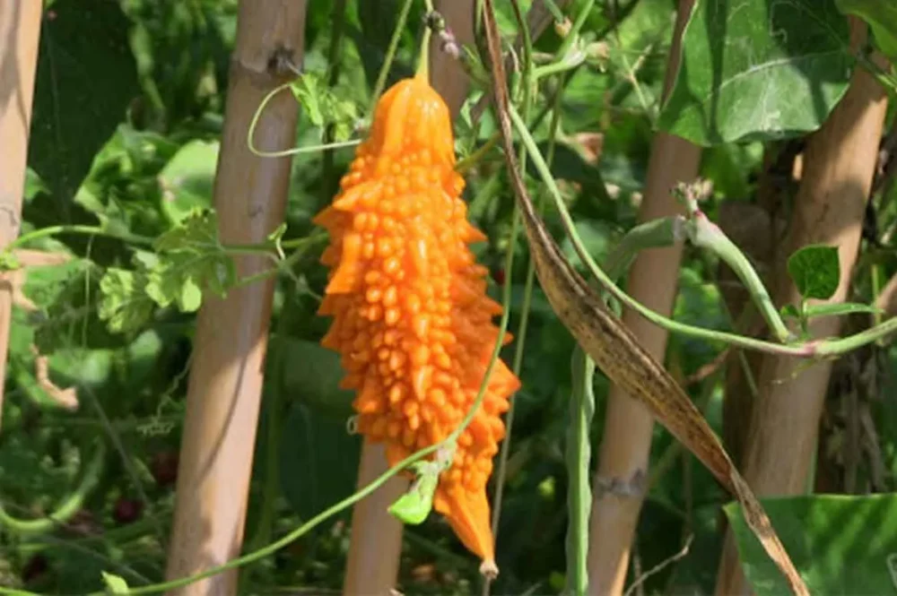 Kudret Narı Faydaları Nelerdir? Ne İşe Yarar?