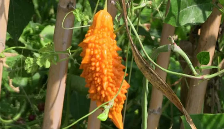 Kudret Narı Faydaları Nelerdir? Ne İşe Yarar?