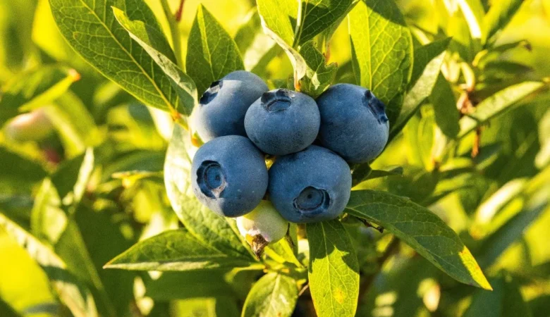 Yaban Mersini Faydaları Nelerdir Ne İşe Yarar