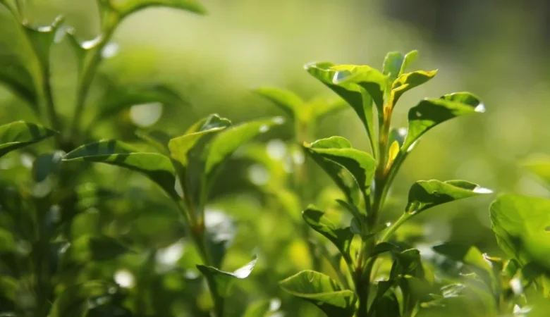 Yeşil Çay Faydaları Nelerdir Ne İşe Yarar