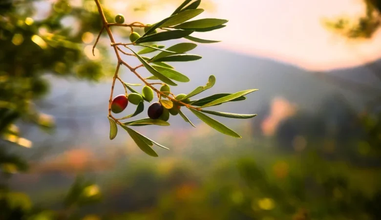 Zeytin Yaprağı Çayı Faydaları ve Zararları Nelerdir?