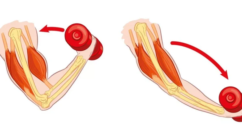 İzometrik Kasılma Tekniği Güç ve Dayanıklılığı Artırmanın Sırrı